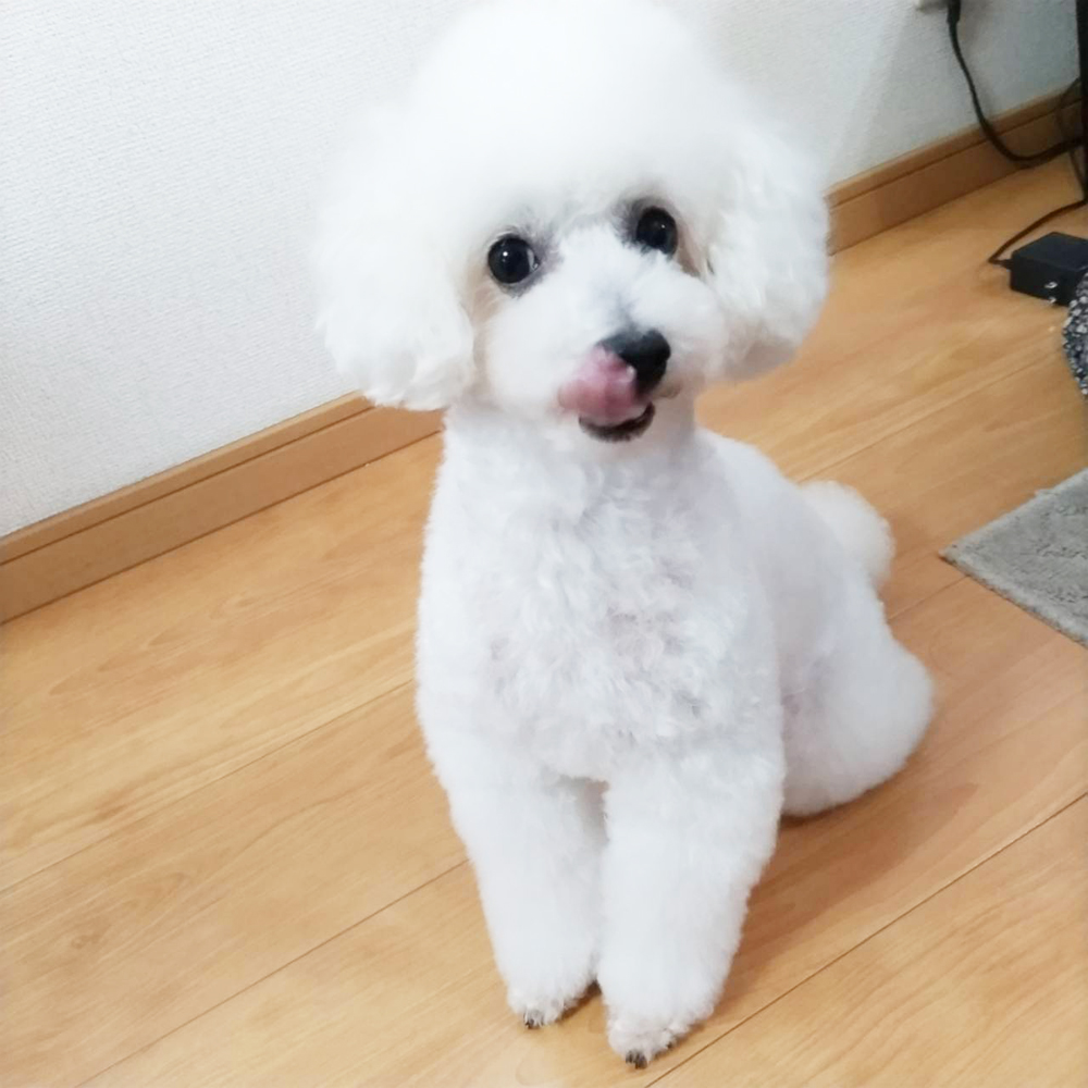 卒業犬ミラちゃんの近況♪